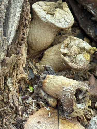 Pear-shaped Puffball