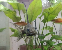 Synodontis eupterus