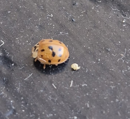 Asian Lady Beetle