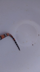 Lampropeltis