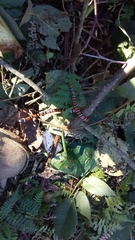 Lampropeltis