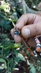 Lampropeltis