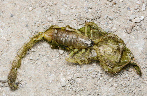 Hottentotta saulcyi