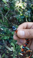 Lampropeltis
