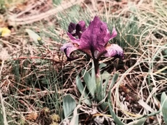 Iris pumila