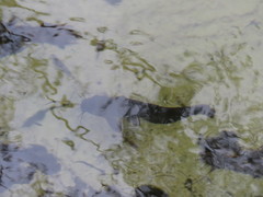 Eel-Tailed Catfish photo 2