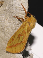 Hepialus humuli