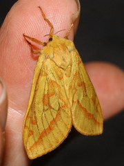 Hepialus humuli