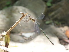 Chlorolestes tessellatus