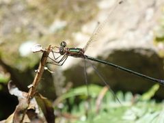 Chlorolestes tessellatus