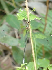 Chlorolestes tessellatus