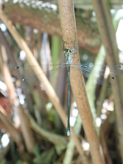 Chlorolestes tessellatus