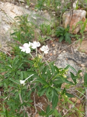 Clerodendrum ternatum