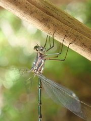 Chlorolestes tessellatus