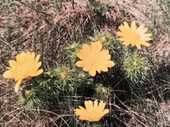 Adonis vernalis