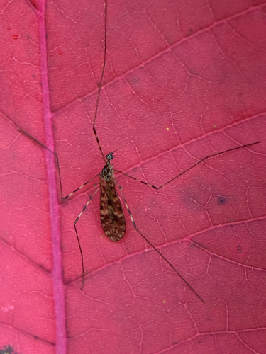 Unknown species found near Washington County, US-OR, US