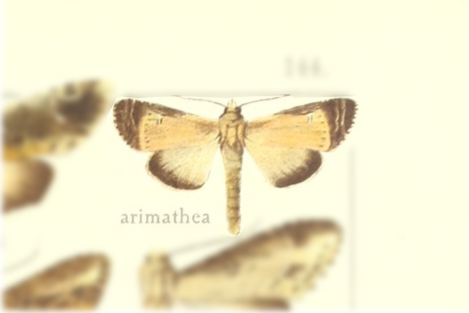 Nystalea arimathea