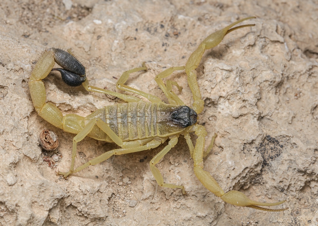 Hottentotta saulcyi
