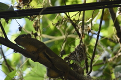 Callosciurus notatus
