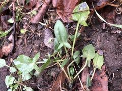 Rumex acetosella