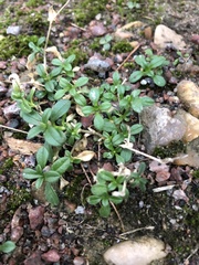 Cerastium holosteoides