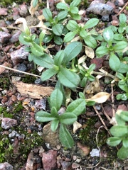 Cerastium holosteoides