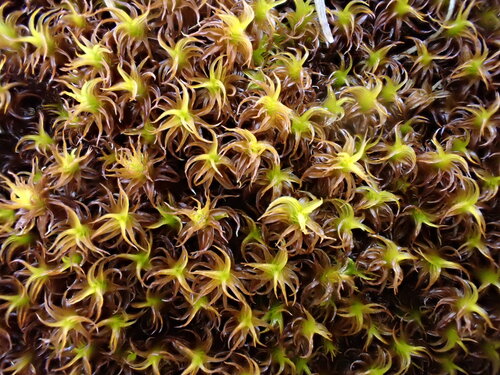 Geheebia gigantea observed 2025-10-15