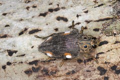 Polybothris colliciata