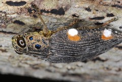 Polybothris colliciata