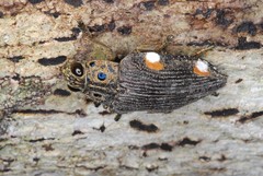 Polybothris colliciata