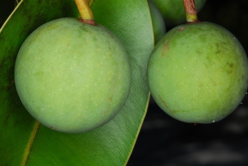 Calophyllum inophyllum
