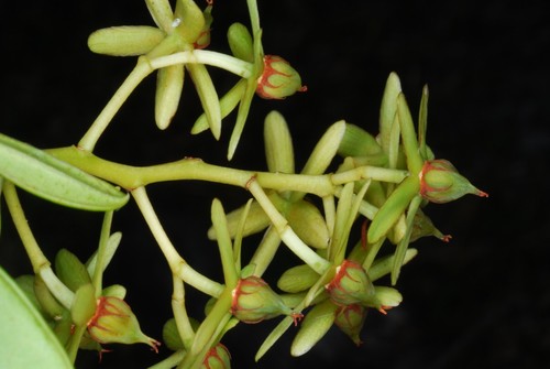 Asteropeiaceae image