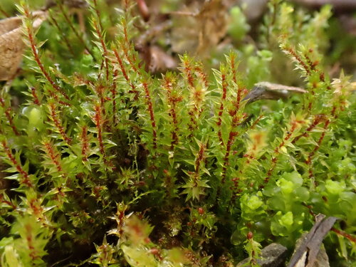 Pohlia drummondii observed 2025-10-15