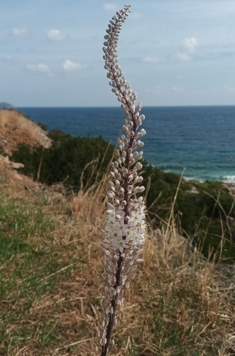 Drimia numidica