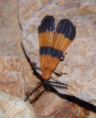 Calopteron reticulatum