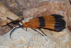Calopteron reticulatum