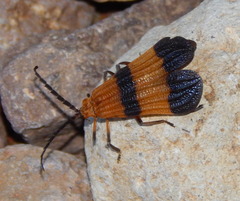 Calopteron reticulatum