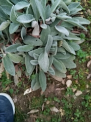 Stachys byzantina