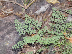 Adiantum tricholepis
