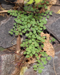 Adiantum tricholepis