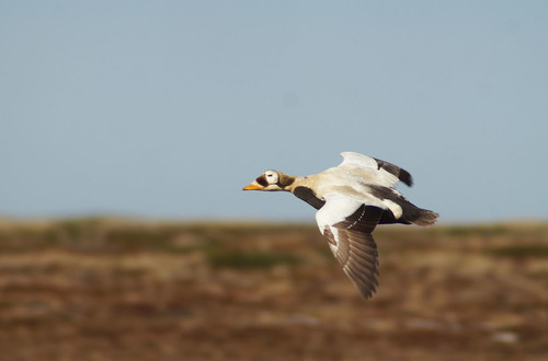 Spectacled Eider, photo 6 of 7