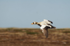 Somateria fischeri