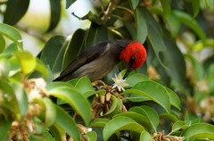 Myzomela erythrocephala