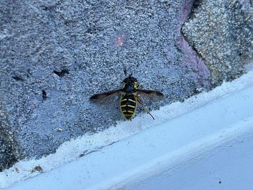Unknown species found near Wake County, US-NC, US