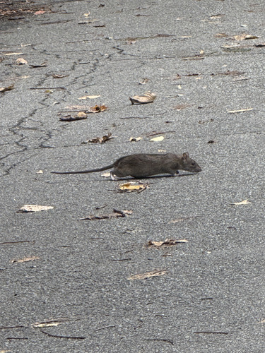 Rat photographed near here on 2025-10-14