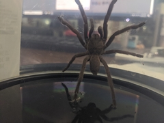 Selenocosmia crassipes