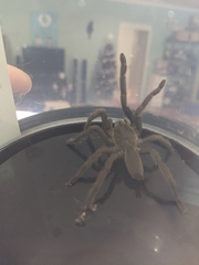 Selenocosmia crassipes