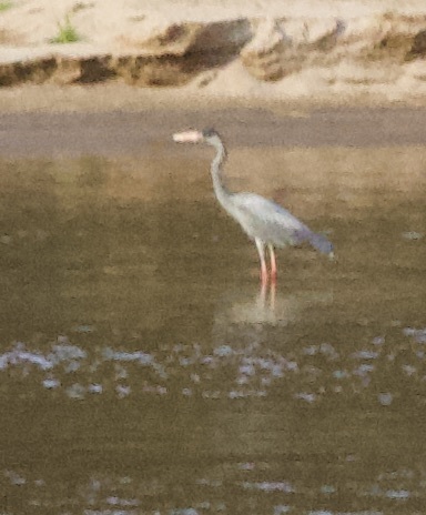 Humblot's Heron (Ardea humbloti), photo 7