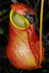 Nepenthes madagascariensis image