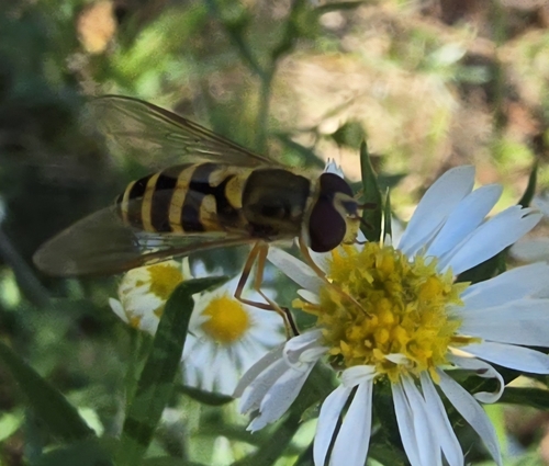 Unknown species found near Luttrell, TN 37779, USA